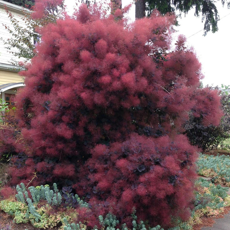 Cotinus coggygria Royal Purple 1.jpg
