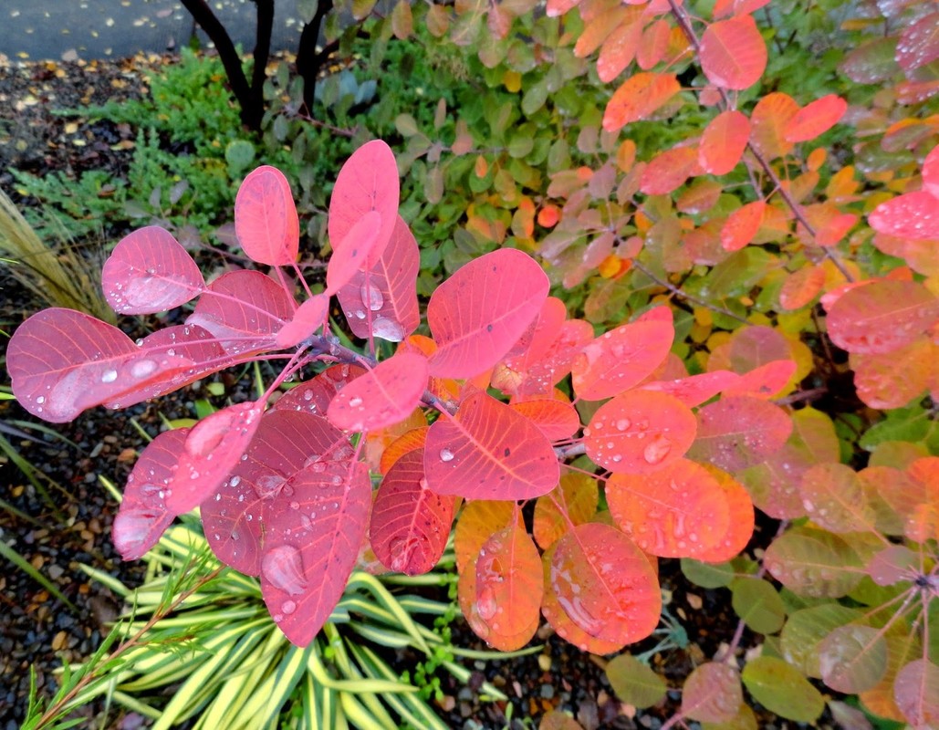 Cotinus coggygria Royal Purple 2.jpg