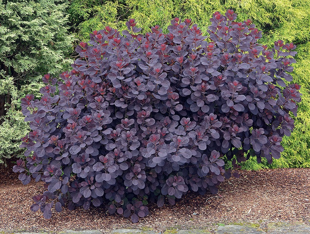 Cotinus coggygria Royal Purple.jpg