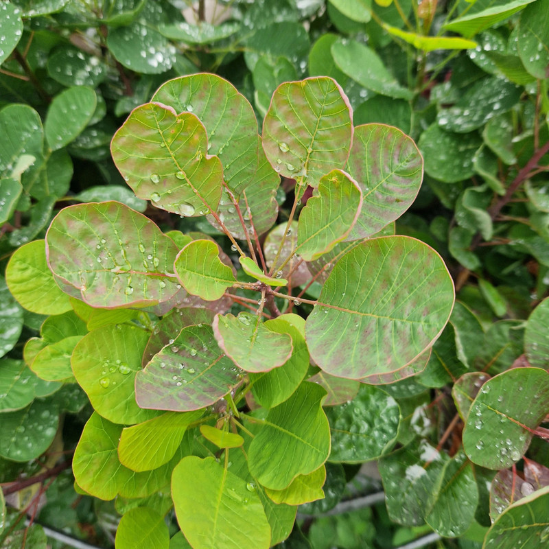 Cotinus coggygria Smokey Joe 1.jpg
