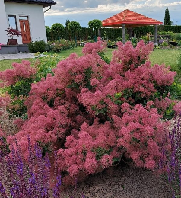 Cotinus coggygria Smokey Joe.jpg