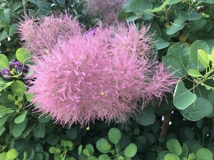 Cotinus coggygria Smokey Joe.jpg