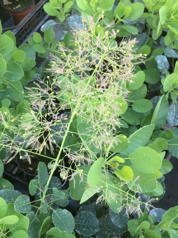 Cotinus coggygria Young Lady 1.jpg