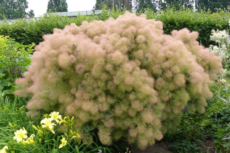 Cotinus coggygria Young Lady.jpg