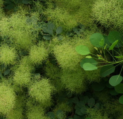 Cotinus coggygria.jpg