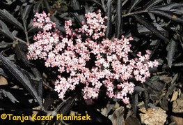 Sambucus nigra 'Black Lace®' (= S. nigra 'Eva') - temnolistni črni bezeg