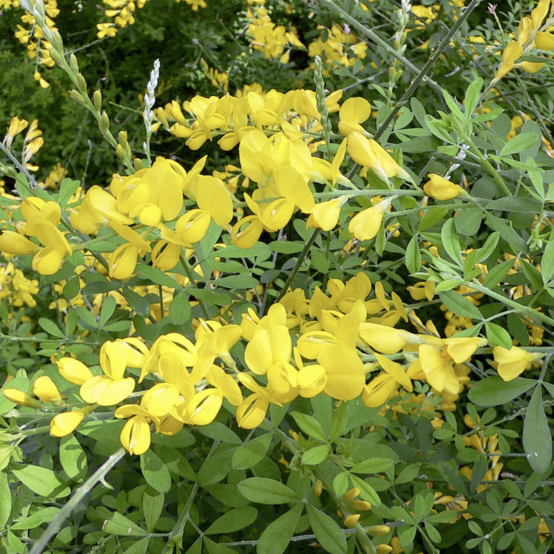 Cytisus maderensis 1.jpg