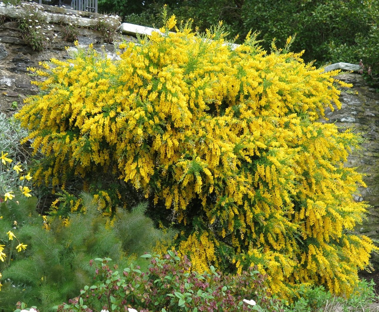 Cytisus maderensis.jpg