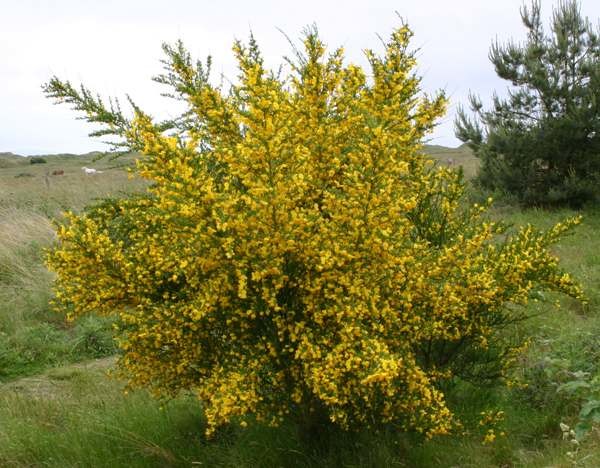 Cytisus scoparius 1.JPG