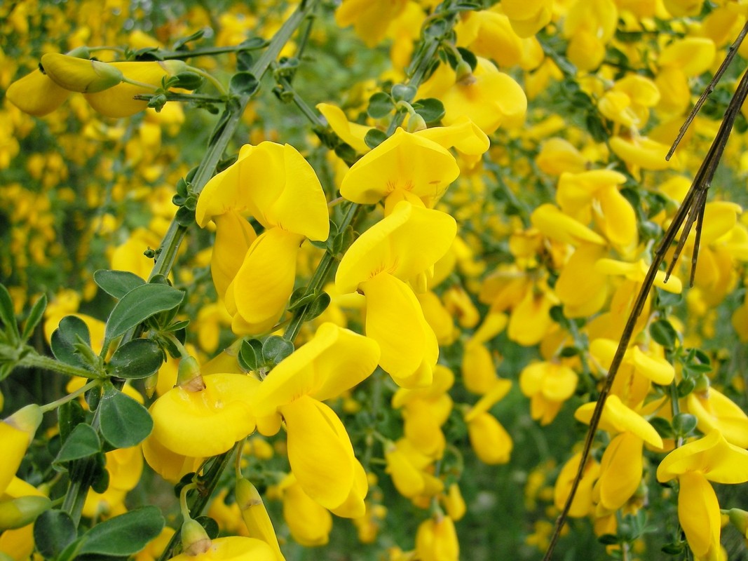 Cytisus scoparius.JPG