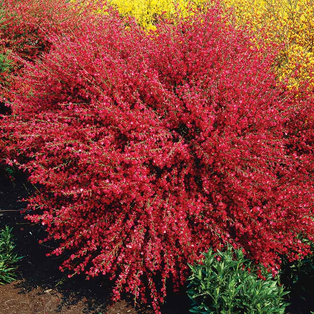 Cytisus x boskoopii Boskoop Ruby 1.jpg