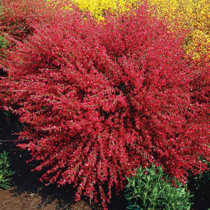 Cytisus x boskoopii Boskoop Ruby 1.jpg
