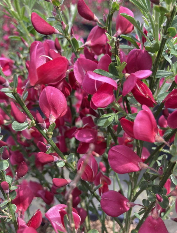Cytisus x boskoopii Boskoop Ruby.jpg