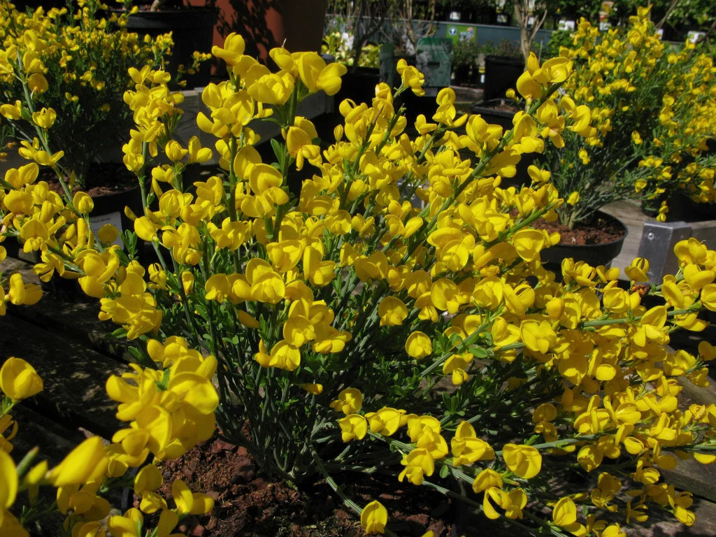 Cytisus x praecox 1.jpeg