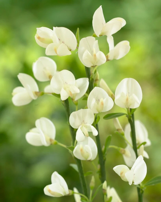 Cytisus x praecox Albus 1.jpg