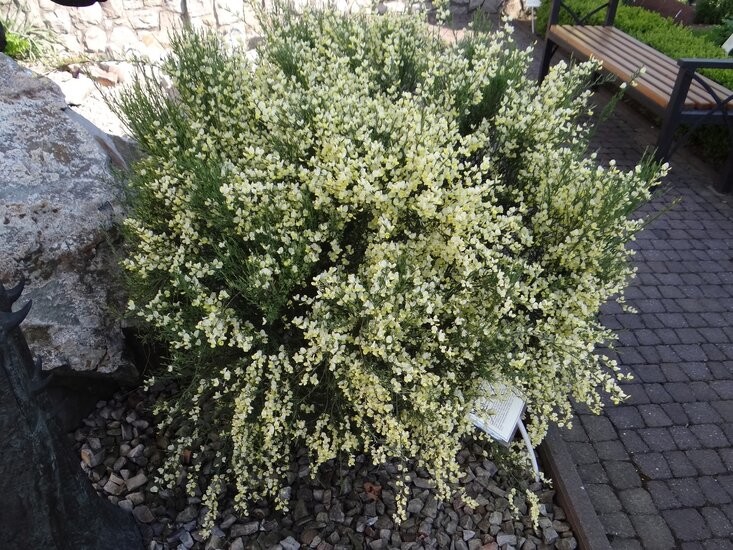 Cytisus x praecox Albus.jpg