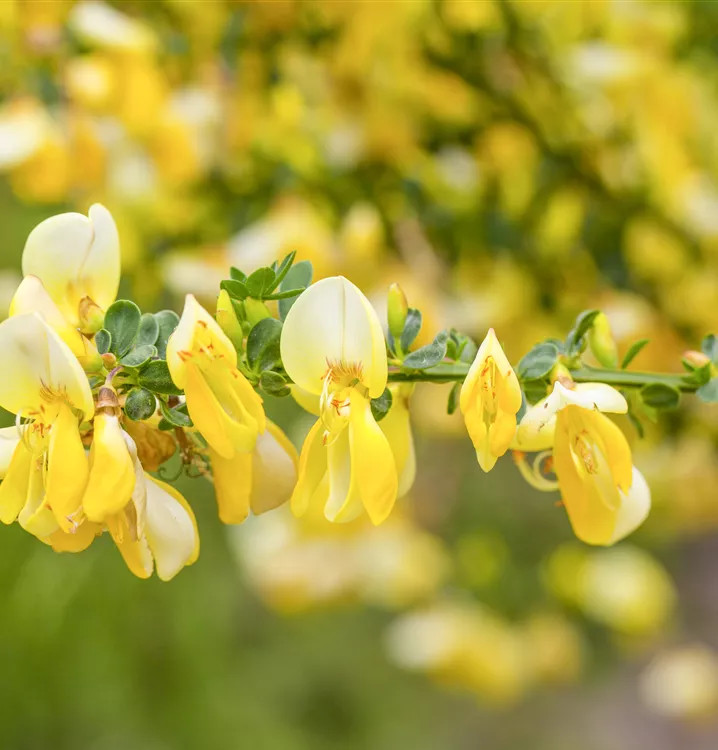 Cytisus x praecox Allgold 1.jpeg