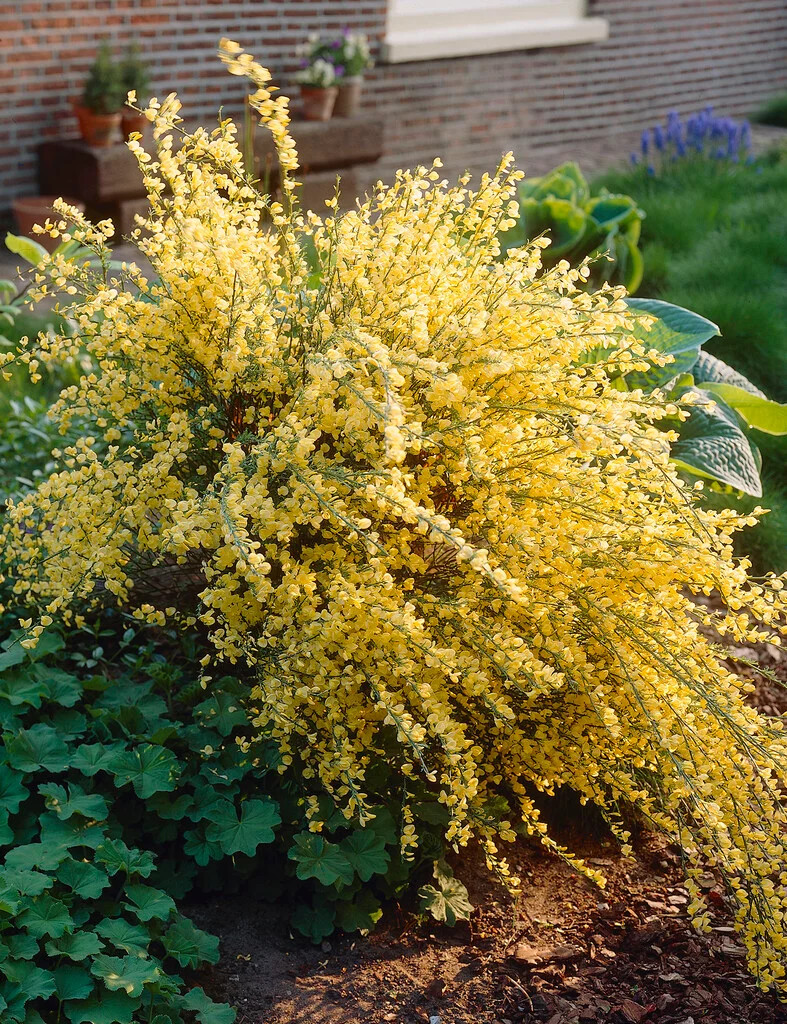 Cytisus x praecox Allgold.jpeg