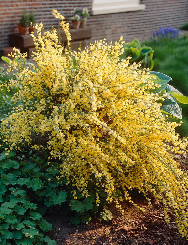 Cytisus x praecox Allgold.jpeg