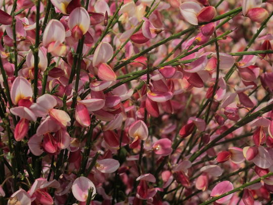 Cytisus x praecox Hollandia 1.webp