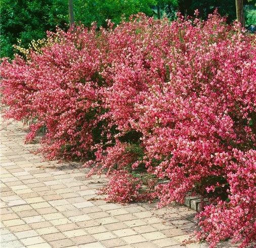 Cytisus x praecox Hollandia.jpg