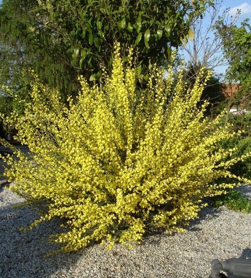 Cytisus x praecox.jpeg