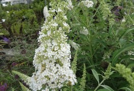 Buddleja davidii 'White Ball' - Davidova budleja, metuljnik