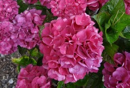 Hydrangea macrophylla 'Merveille Sanguinea' - hortenzija