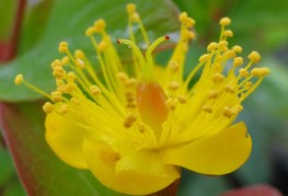 Hypericum androseanum 'Autumn Blaze' - krčnica