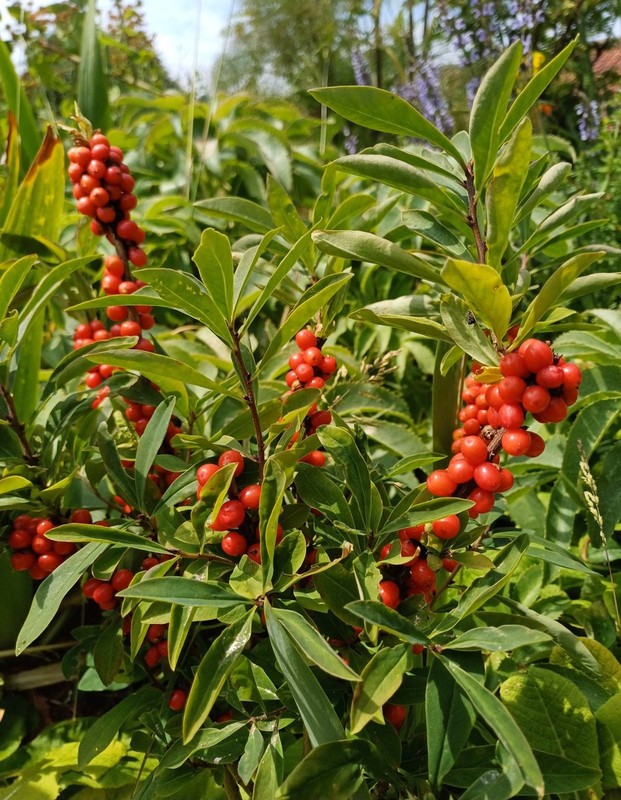 Daphne mezerum 1.jpg
