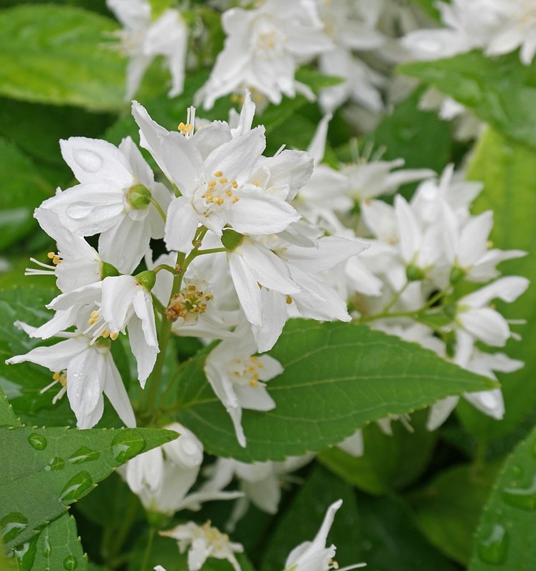 Deutzia gracilis 1.jpg