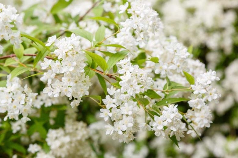Deutzia gracilis Nikko 1.jpg