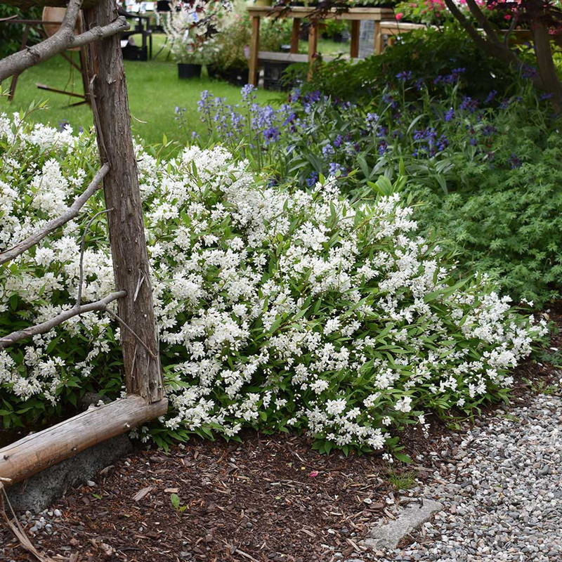 Deutzia gracilis Nikko.jpg