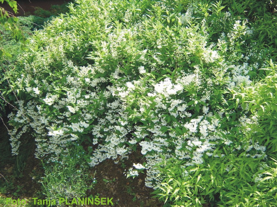 Deutzia gracilis.jpg
