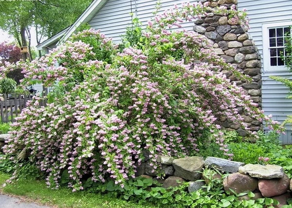 Deutzia scabra Codsall Pink 1.webp