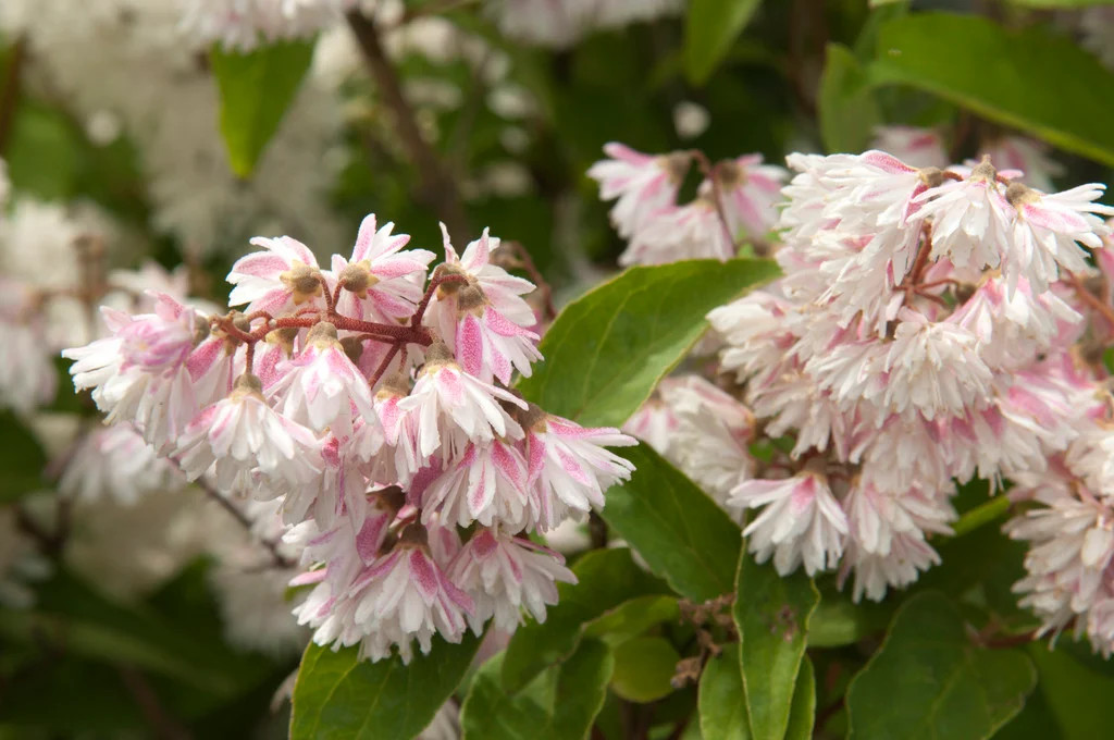 Deutzia scabra Codsall Pink.webp