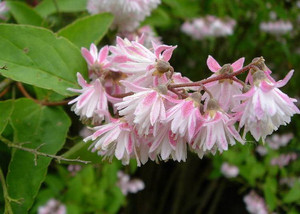 Deutzia scabra Codsall Pink.jpg