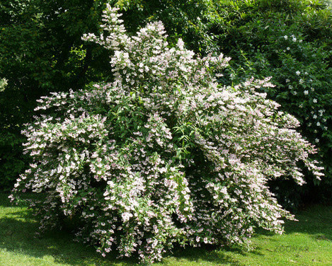 Deutzia scabra.jpg