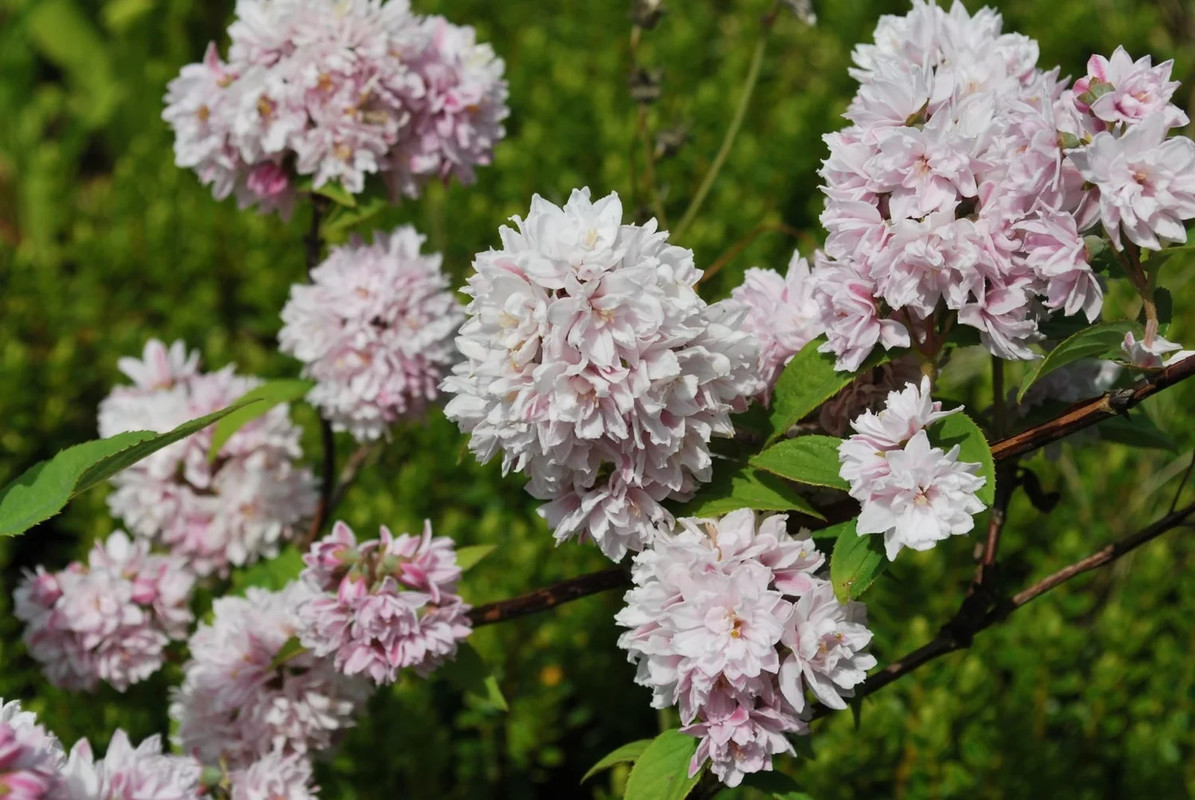 Deutzia x hybrida Pink pom pom 2.jpg