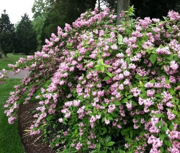Deutzia x hybrida Pink pom pom 3.jpg