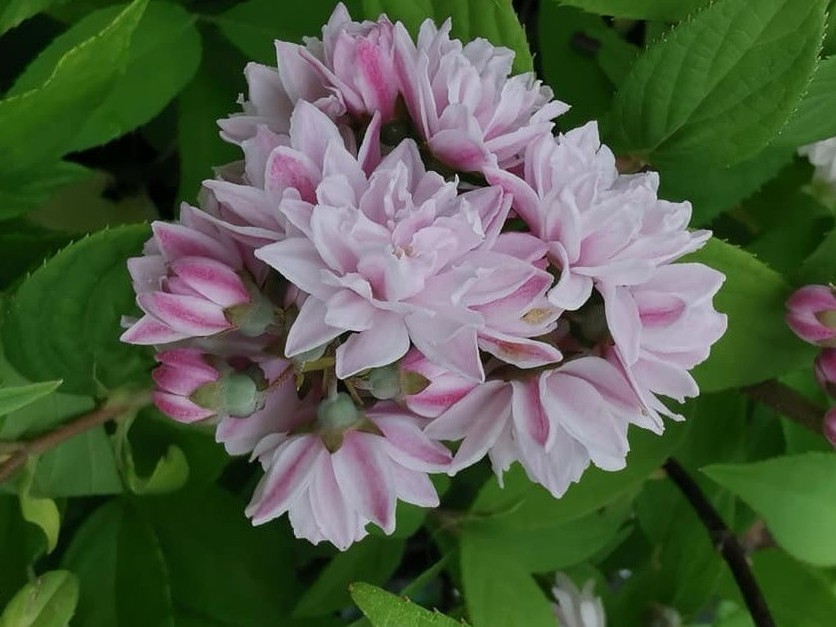 Deutzia x hybrida Pink pom pom.jpg