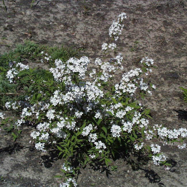 Deutzia x kalmiiflora 1.jpg