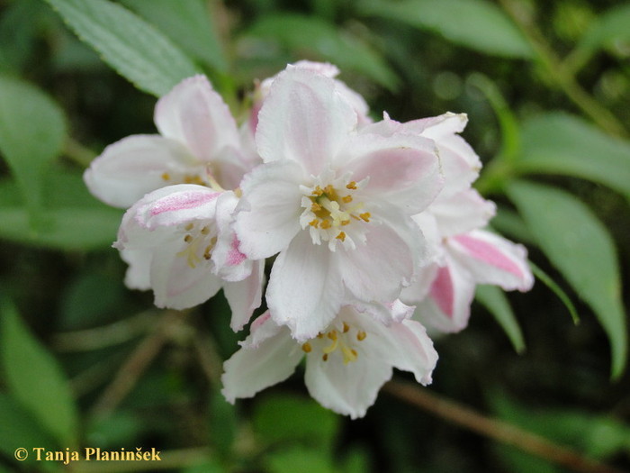 Deutzia x kalmiiflora.jpg