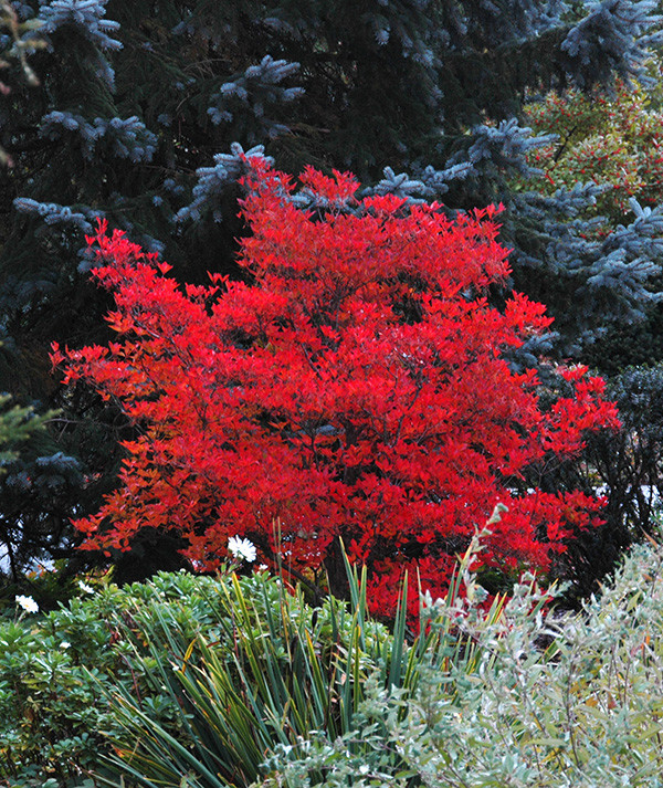 Enkianthus campanulatus 1.jpg