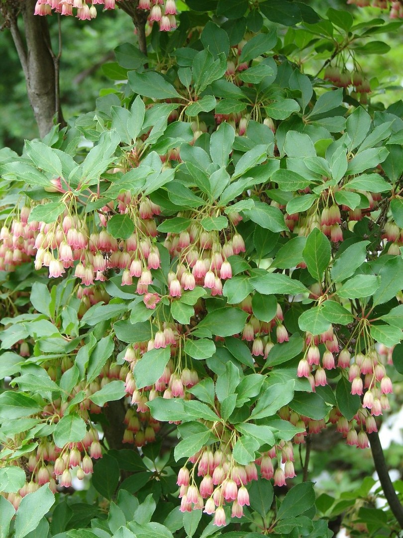 Enkianthus campanulatus 2.jpg