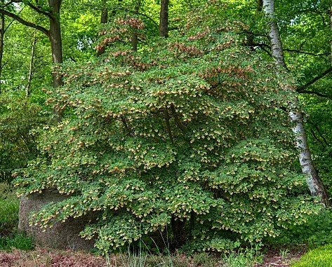 Enkianthus campanulatus.jpg