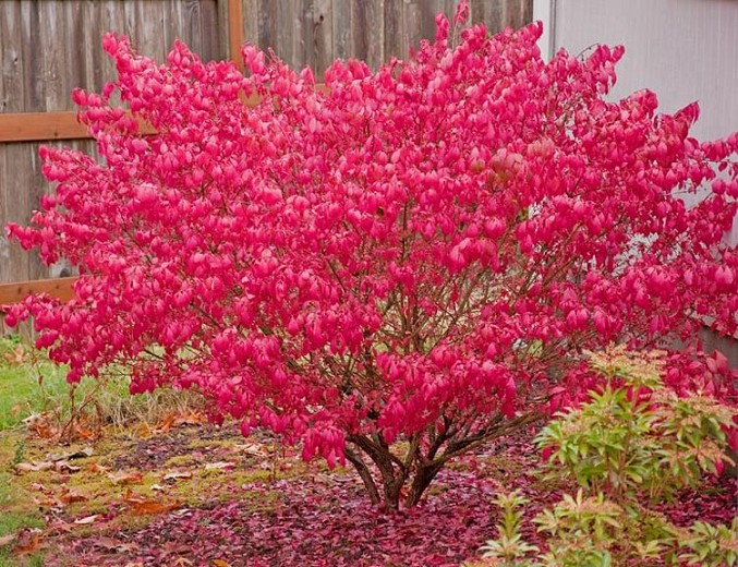 Euonymus alatus 1.jpg