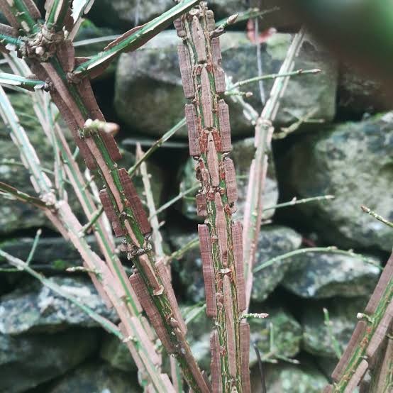 Euonymus alatus 2.jpg