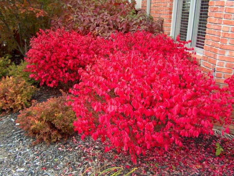 Euonymus alatus Compactus 1.jpg