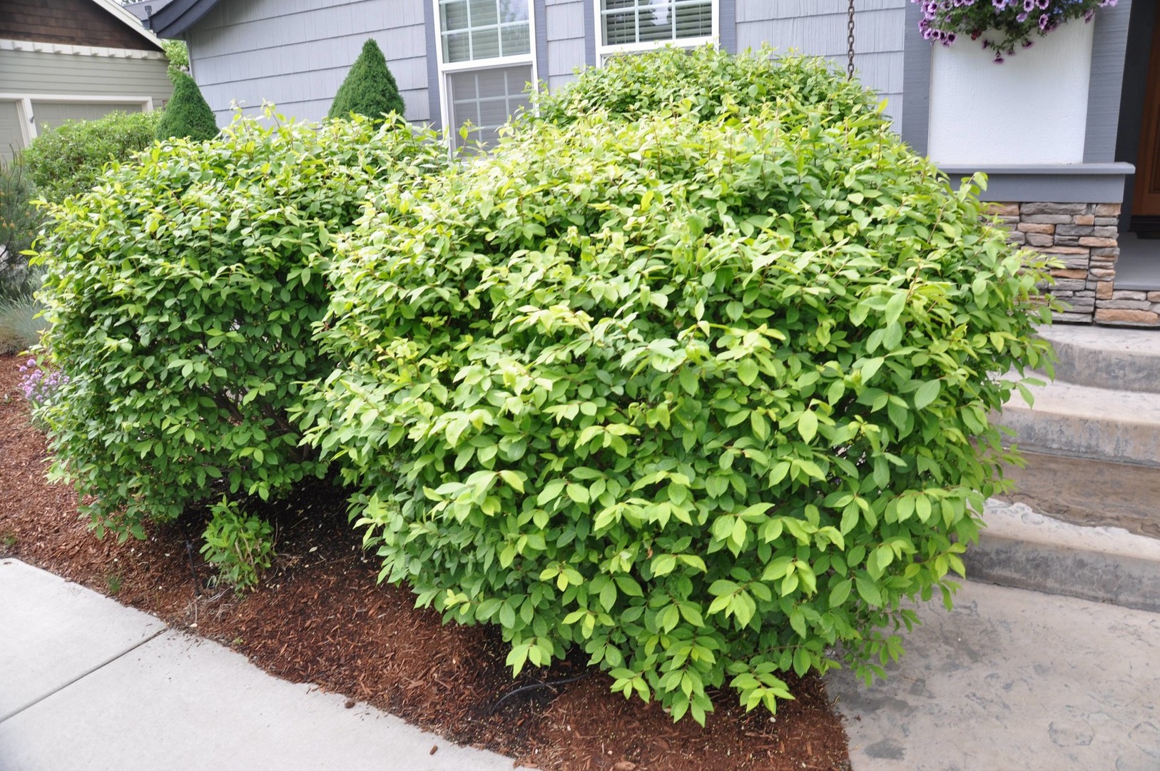 Euonymus alatus Compactus.jpg